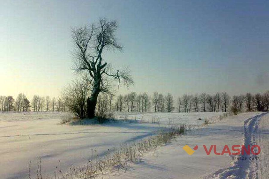 vinnickiy-klen-2