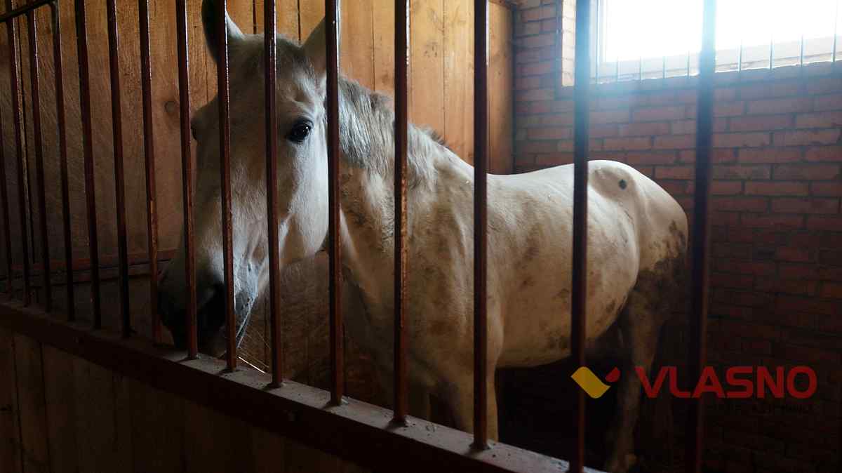 hors 6 1
