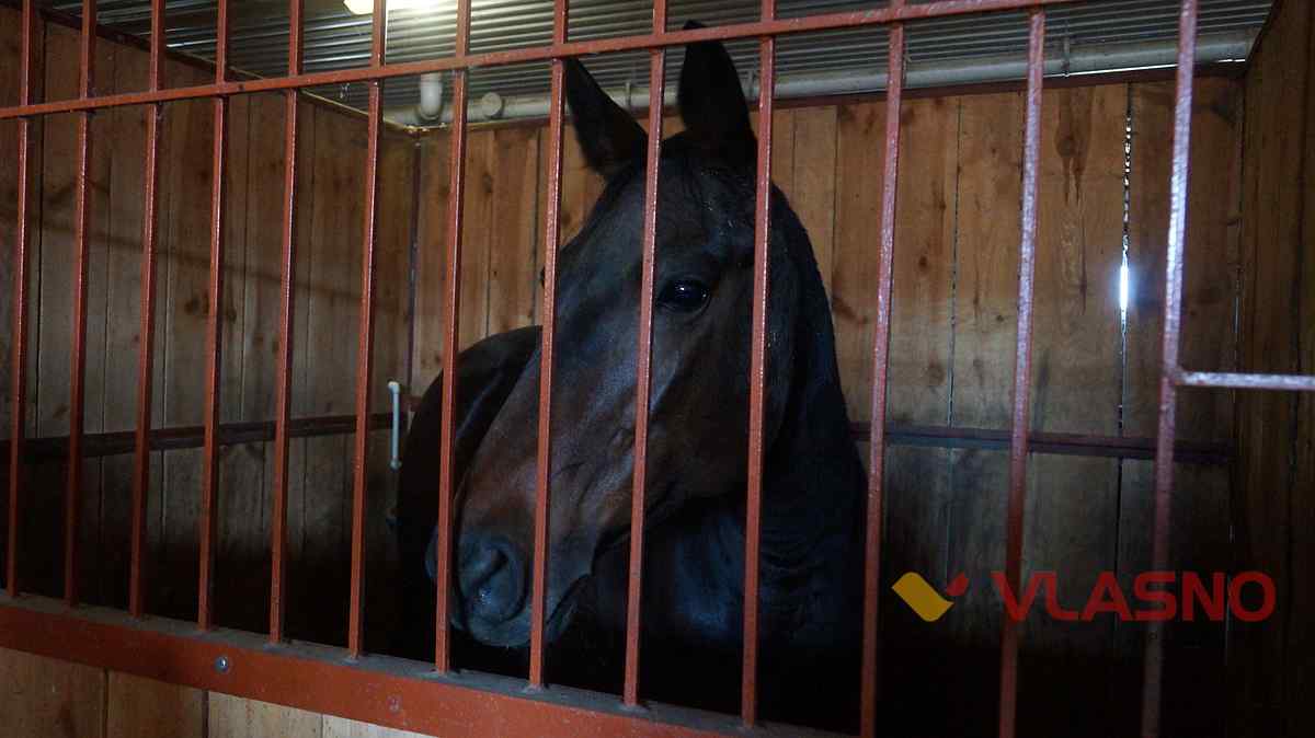 hors 8 1