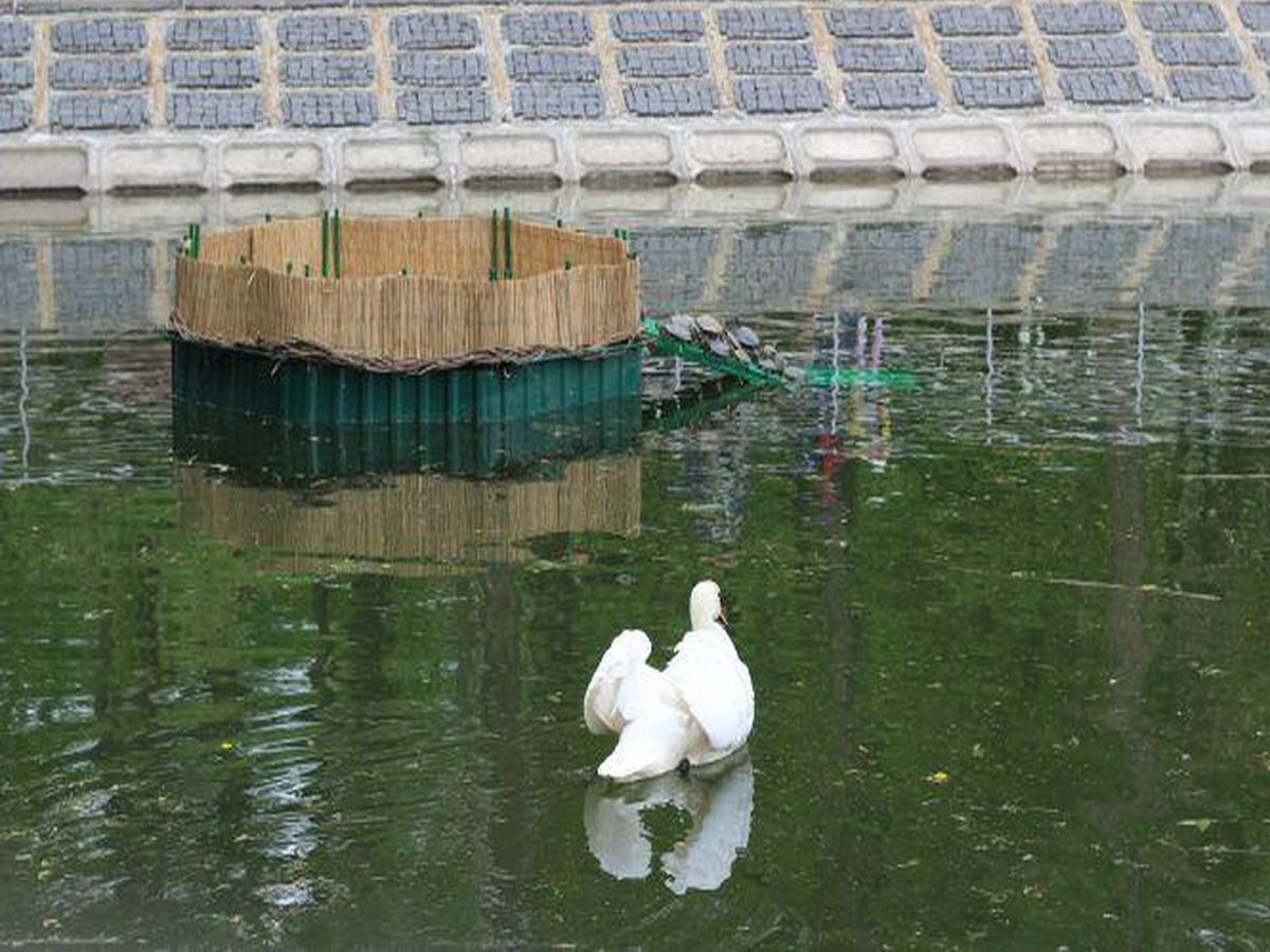 lebedi na ozeri u vinnytsi 1