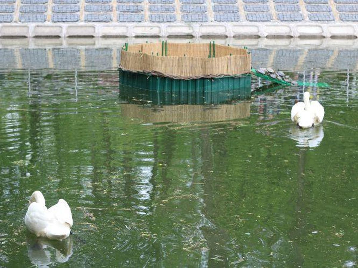 lebedi na ozeri u vinnytsi 2