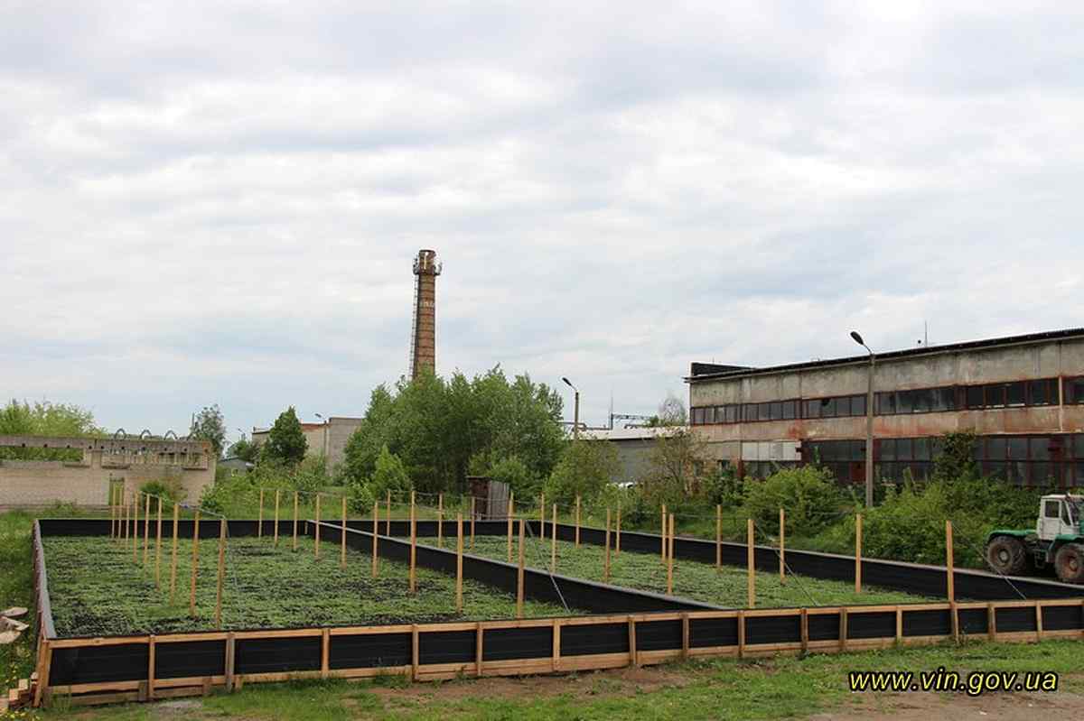 roduna-z-sutuskiv-vyroshchyje-ravluku-5 1