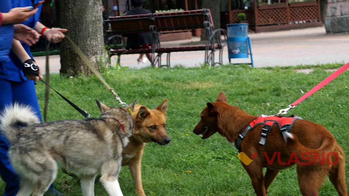 dog help 17 1