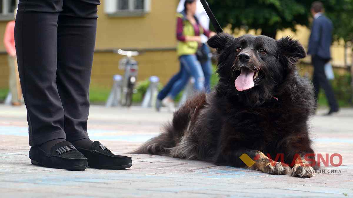 dog help 24 1