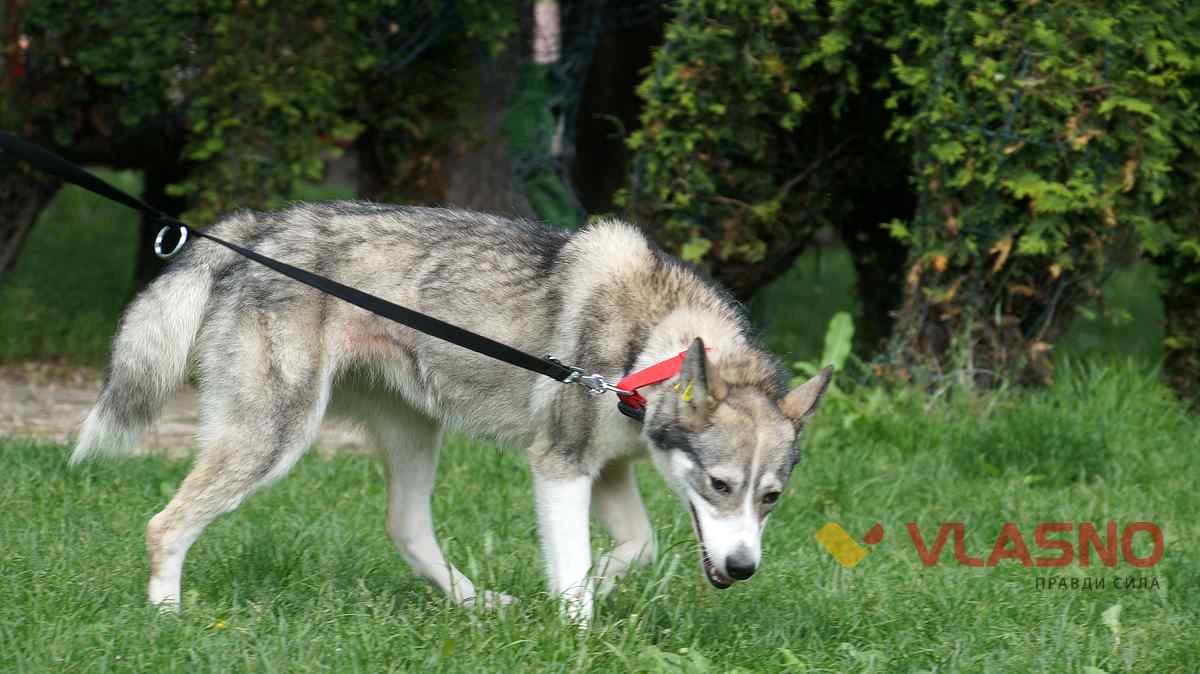 dog help 28 1