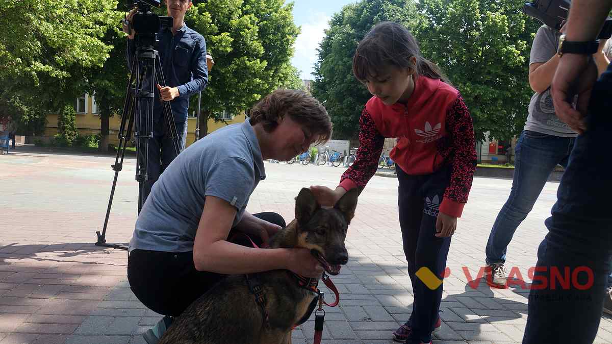 dog help 31 1