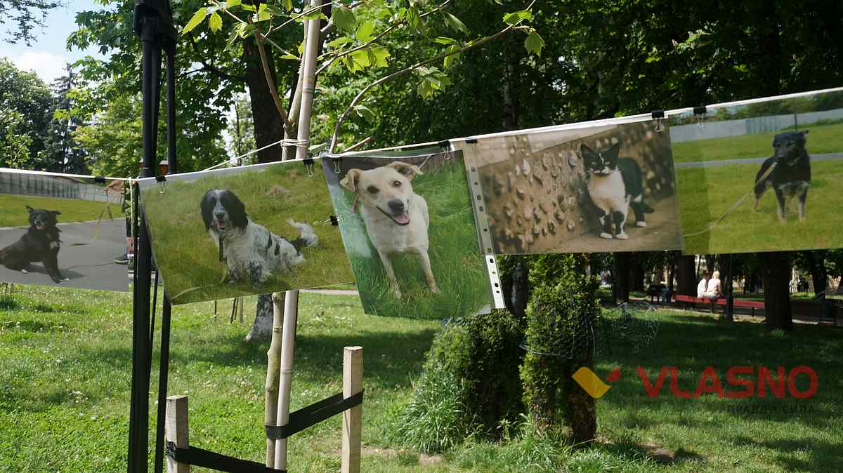 dog help 4 1