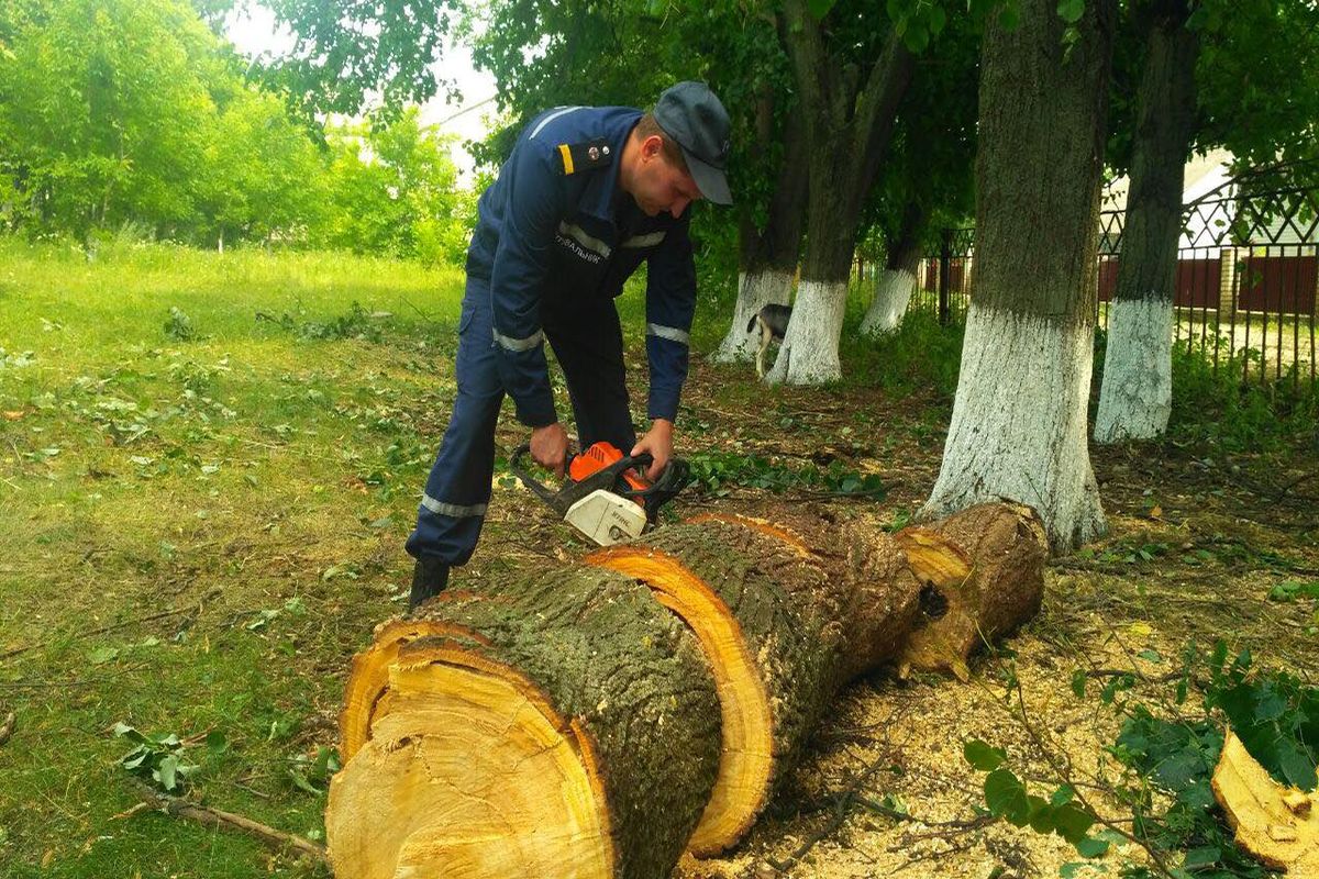 povaleni dereva na vinnychchyni 3