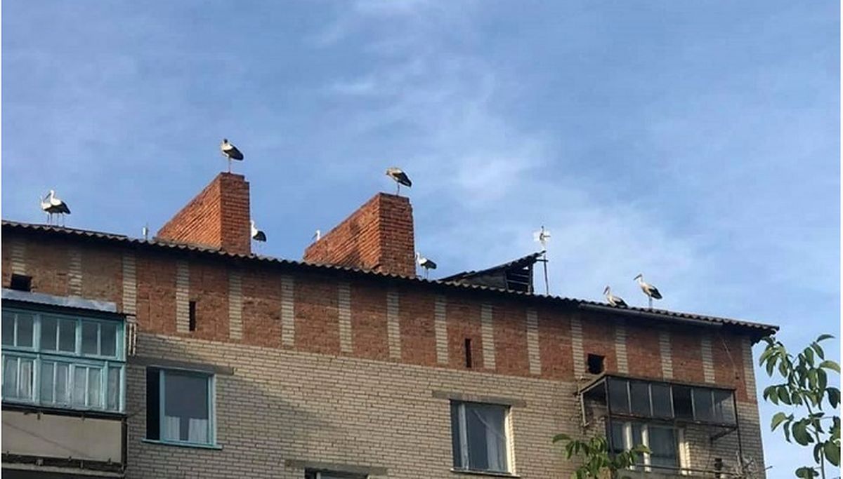 leleka-vpav-v-dymar-2
