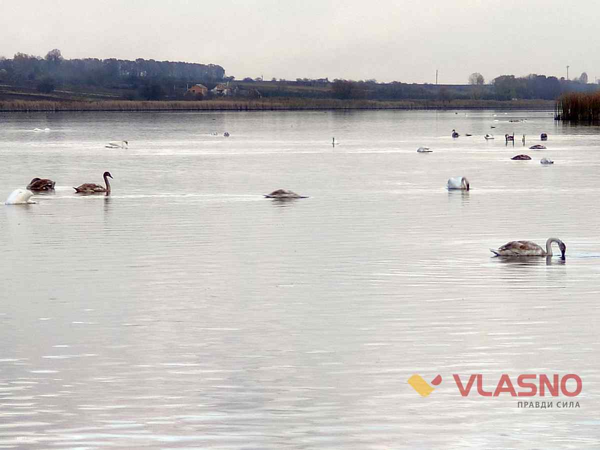 lebedi-Nestervarka 2 1