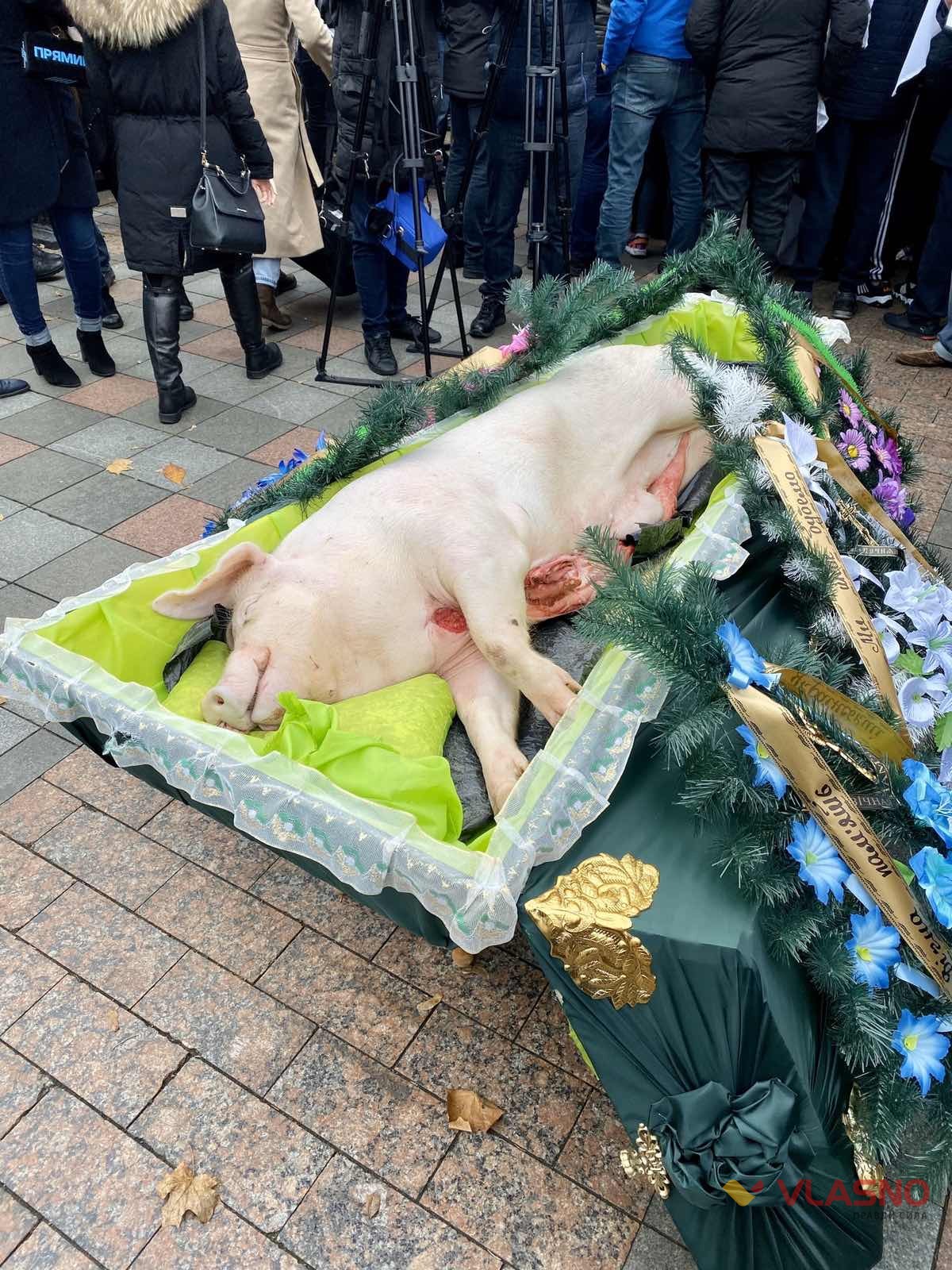 svynya-pid-Verhovnoyu-Radoyu-8