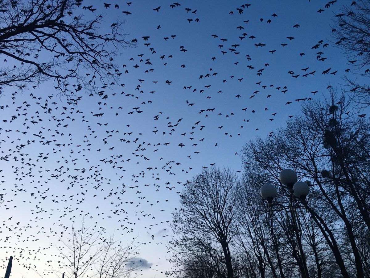 u vinnytsi vshanuvaly zhertv holodomoru 11