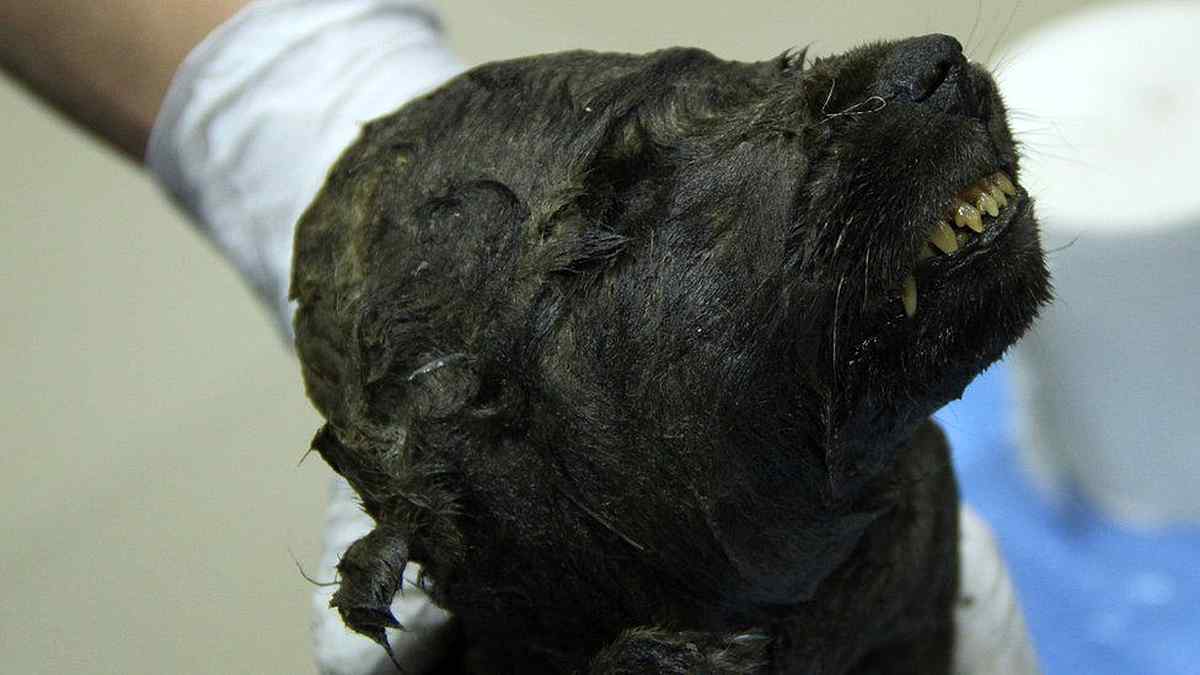  109924123 img 7147e 1