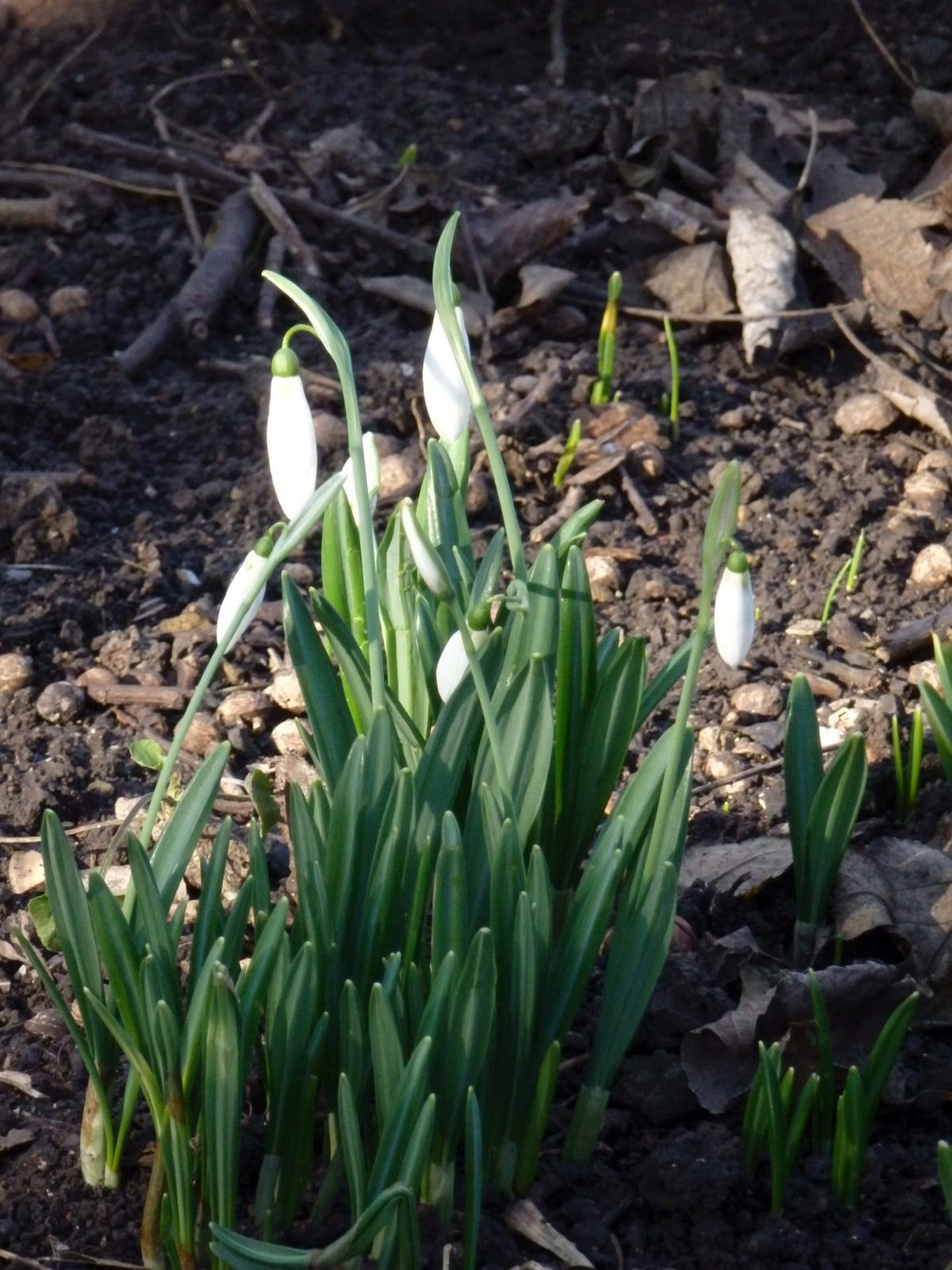 Odesa-zacvily-roslyny-1