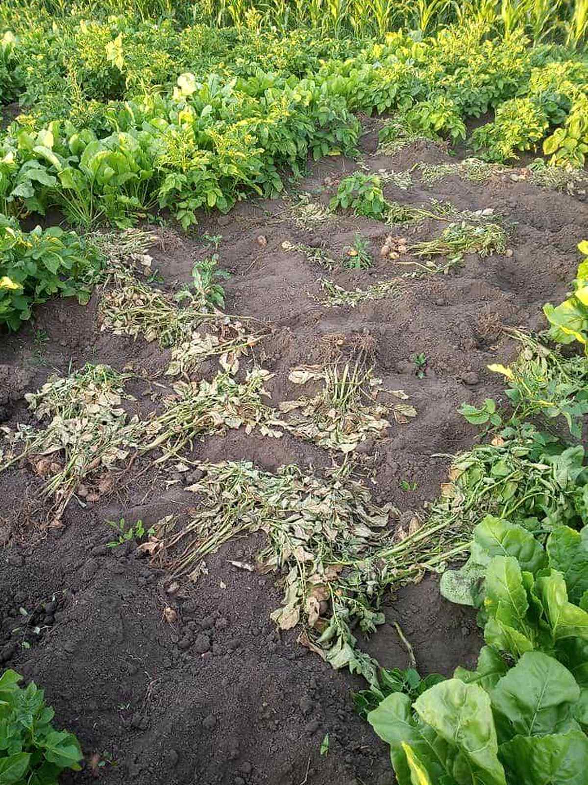 zemli-ATO-vinnitsia-3 1