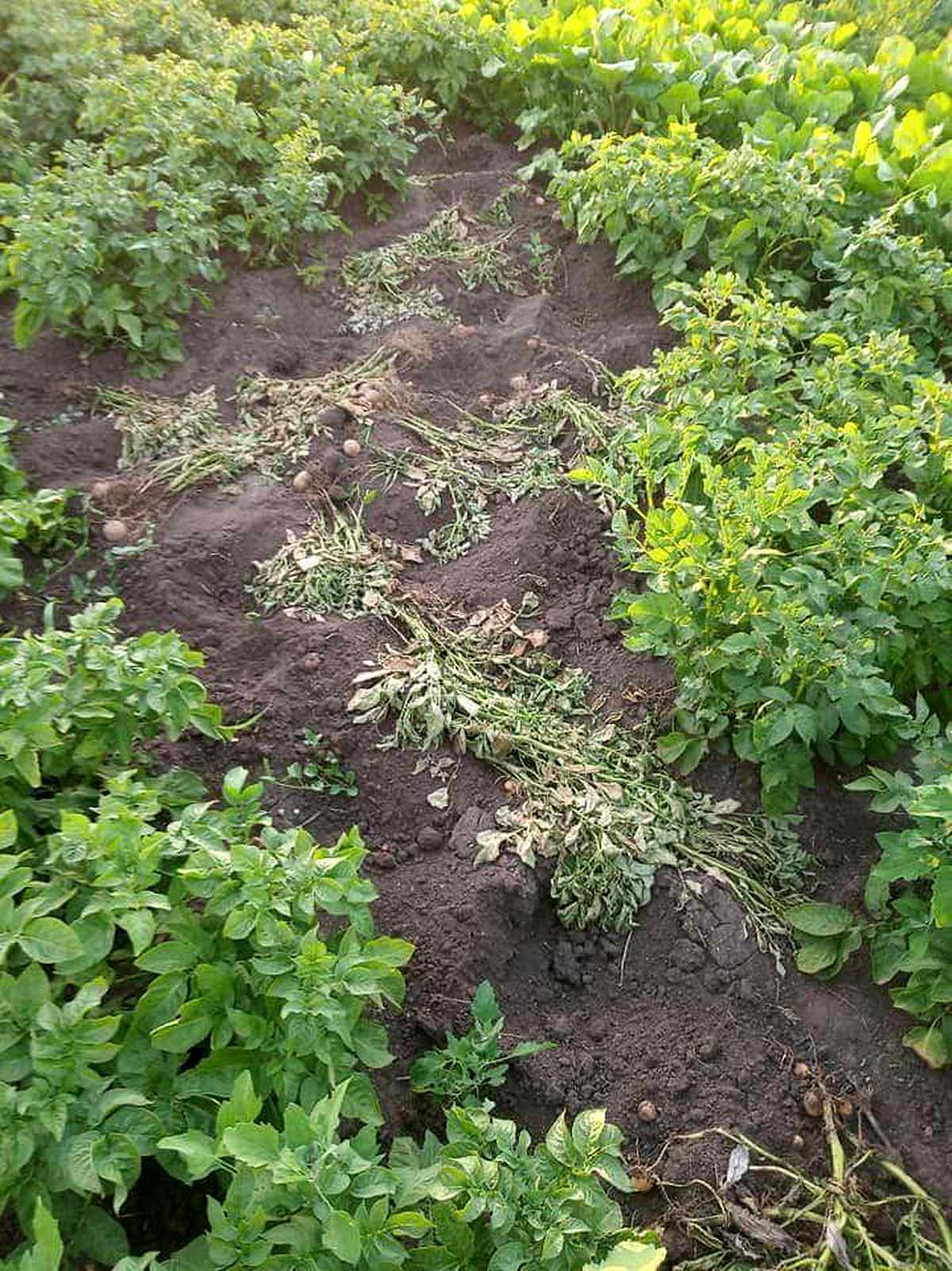 zemli-ATO-vinnitsia-4 1