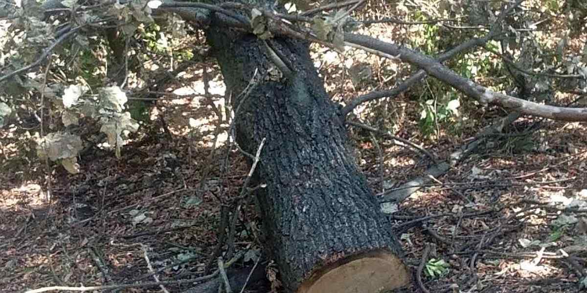 vyrizaly-dereva-vinnitisa-5 1