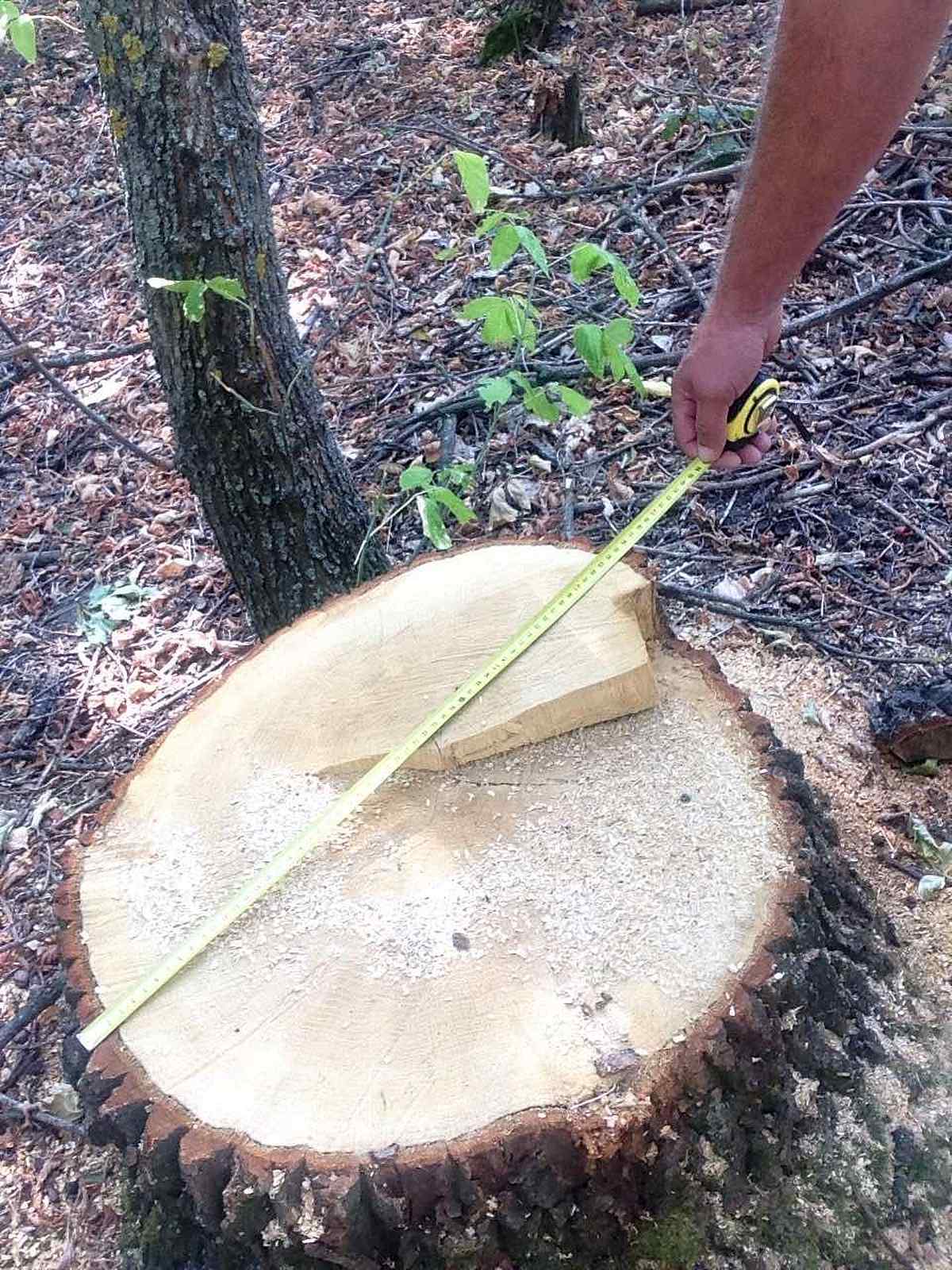 vyrizaly-dereva-vinnitisa- 1