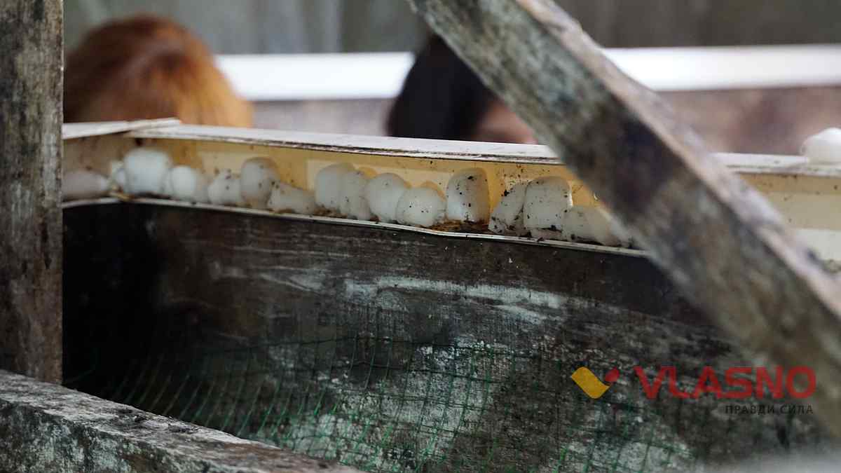 ravlukova ferma 11 1