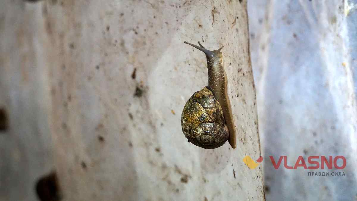 ravlukova ferma 15 1