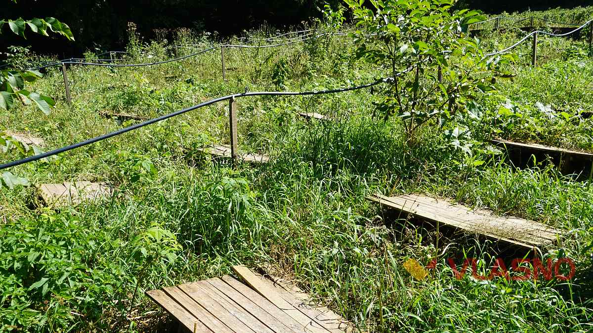 ravlukova ferma 19 1