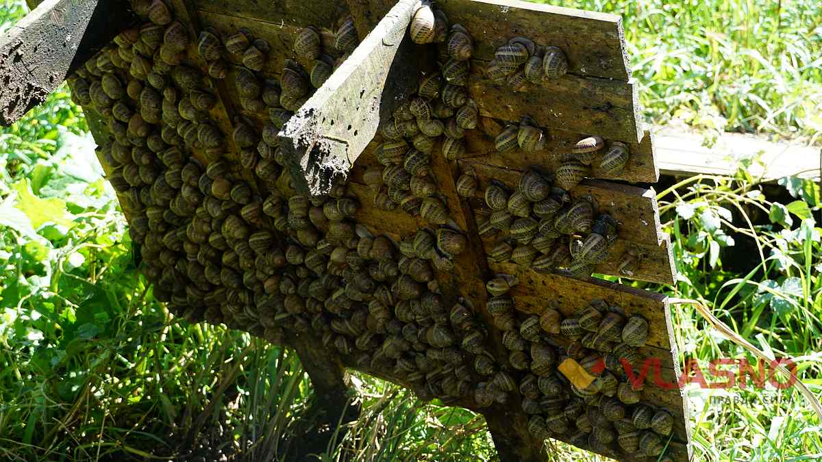 ravlukova ferma 22 1