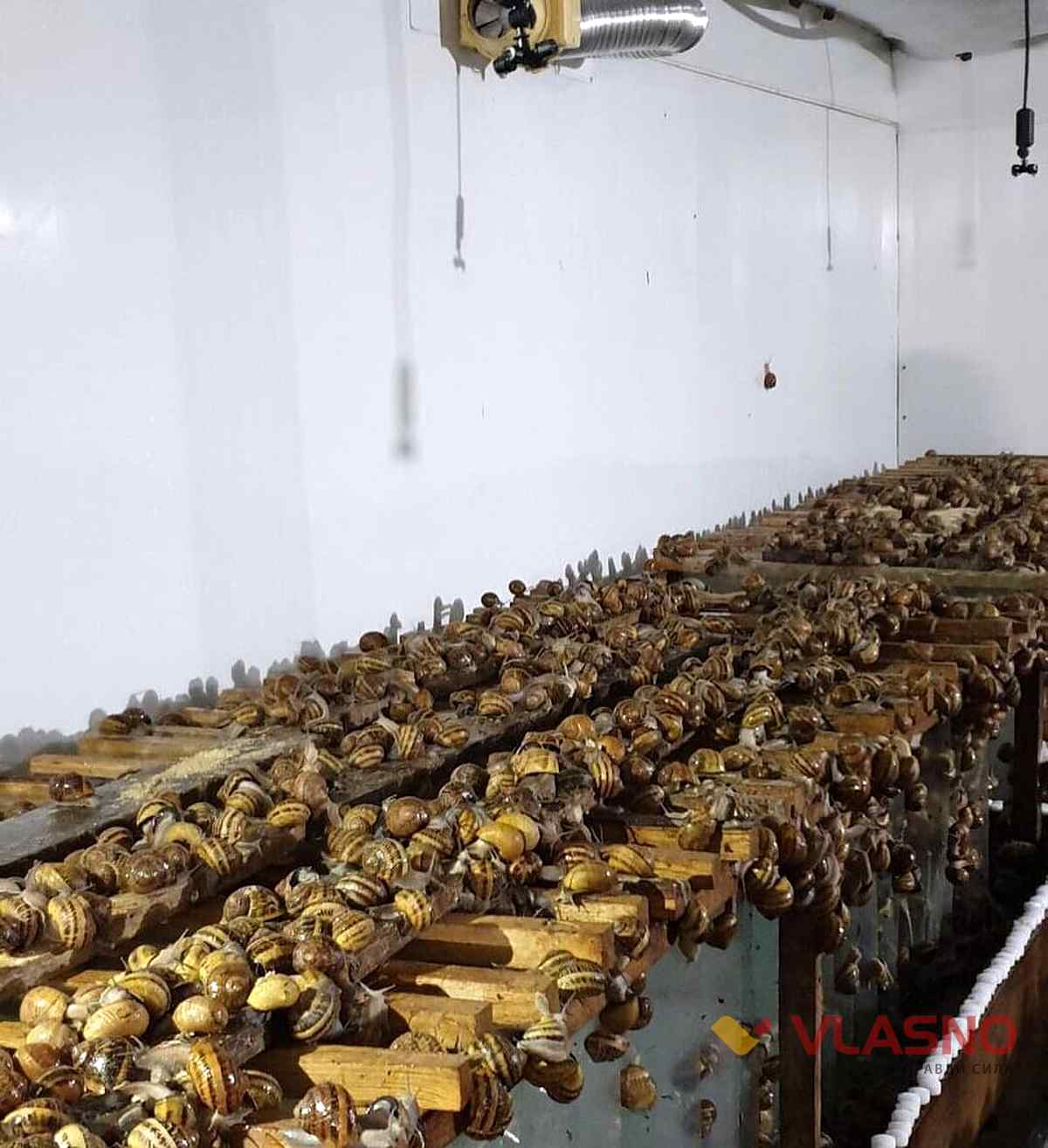 ravlukova ferma 29 1