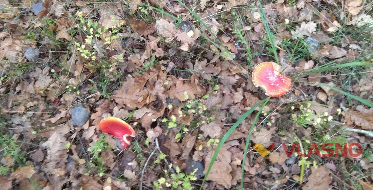 ks mushroomIMG 20201107 141612