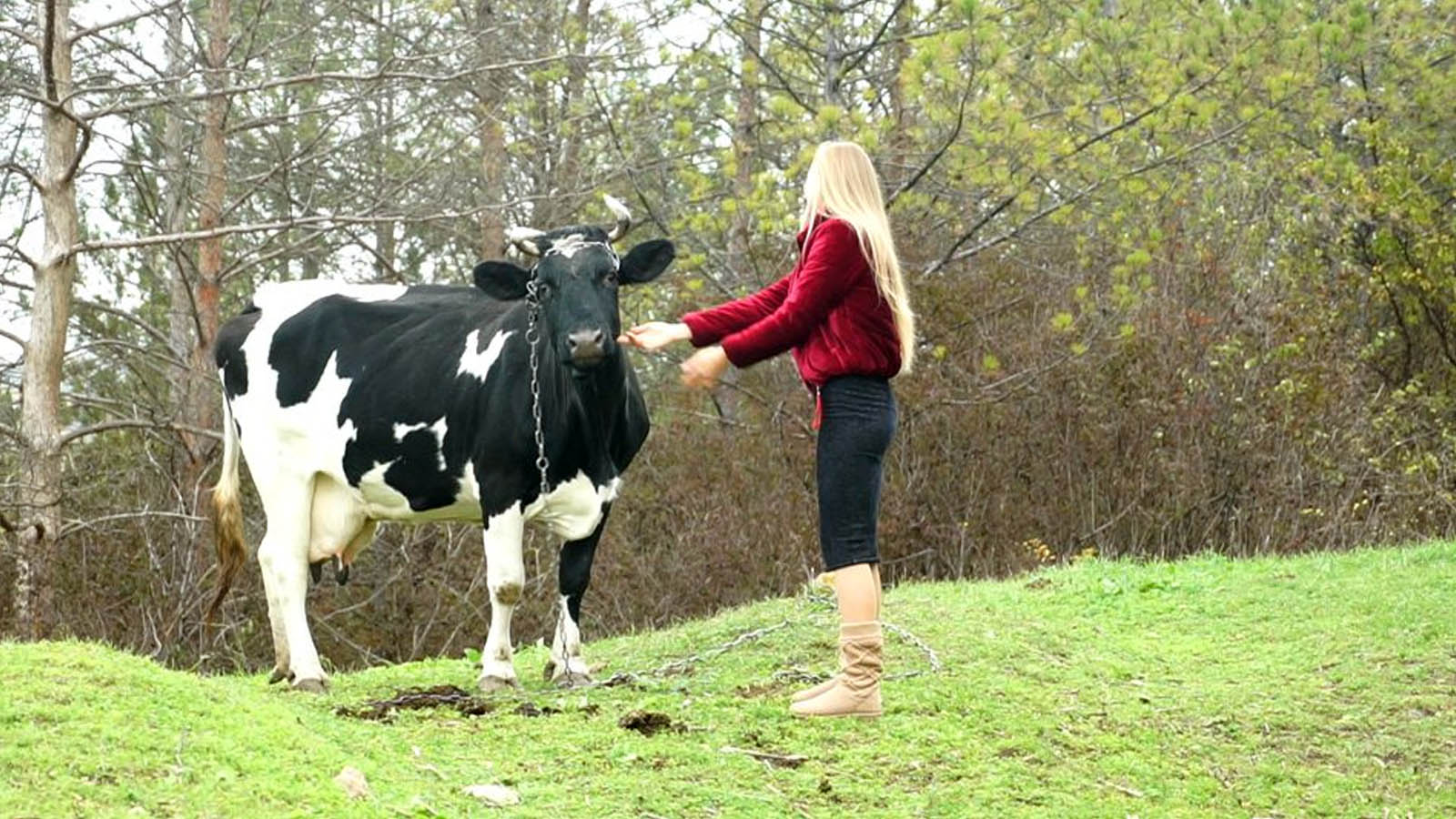 korova1