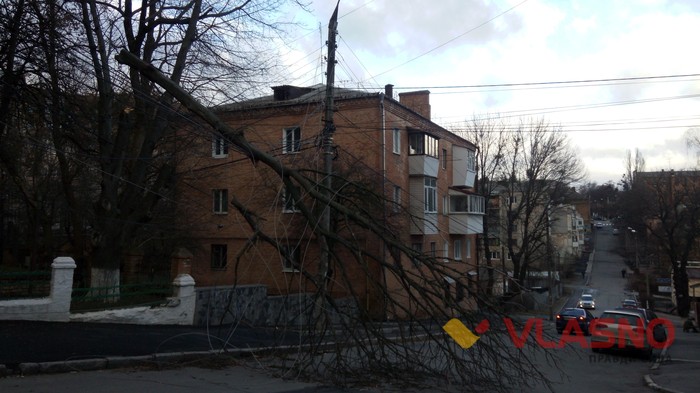 повалене дерево на вулиці Хлібній у Вінниці фото