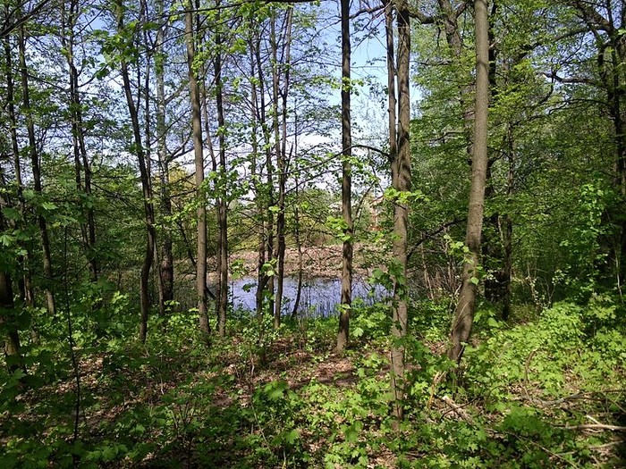 Турбівський парк фото