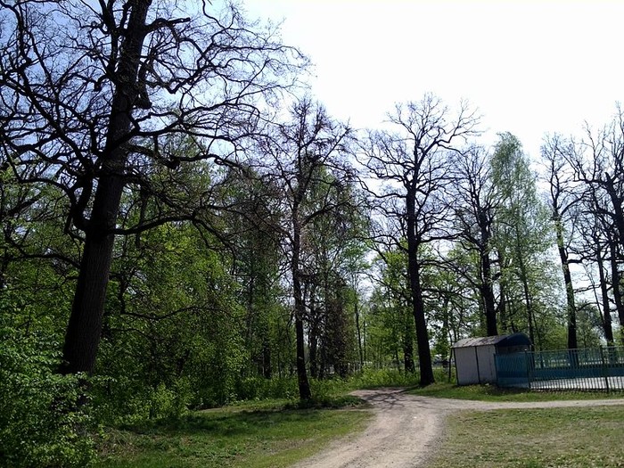 Турбівський парк фото