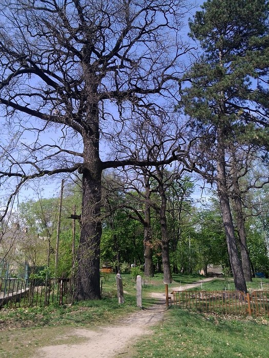 Турбівський парк фото
