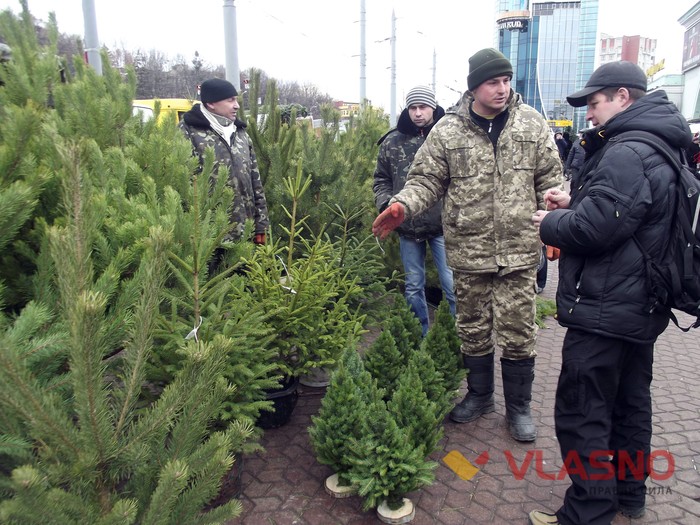 продаж ялинок у Вінниці фото