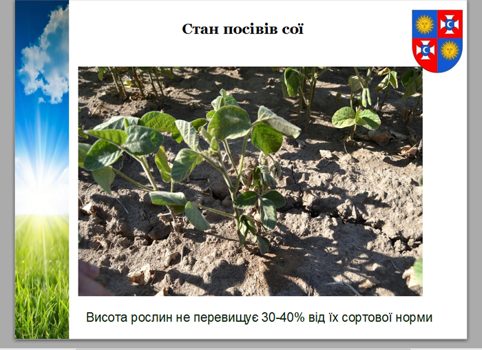 стан посівів сої на Вінниччині фото