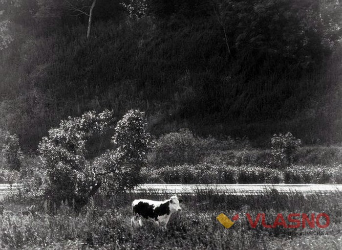 поля біля Стрижівки фото