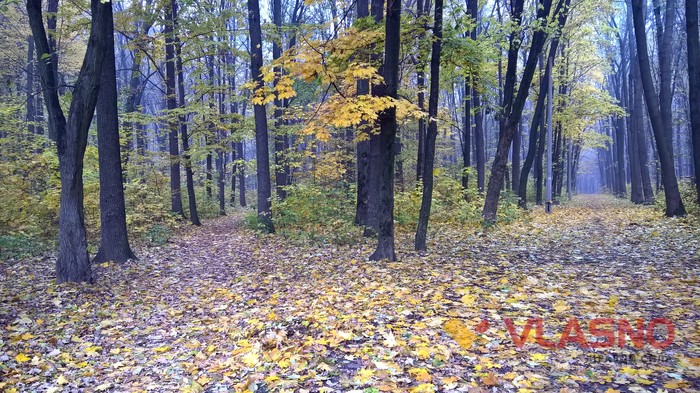 Лісопарк у Вінниці фото