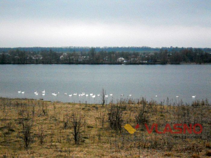 лебеді у селі Токарівка фото