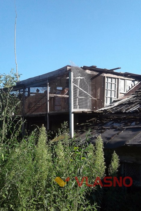 голубівня фото