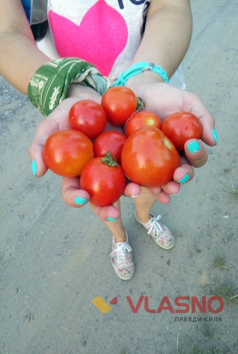помідори фото