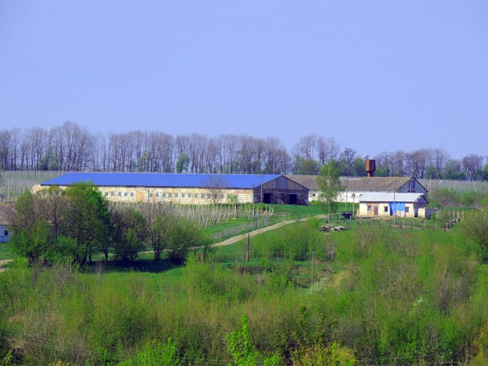 Скоморошки фото