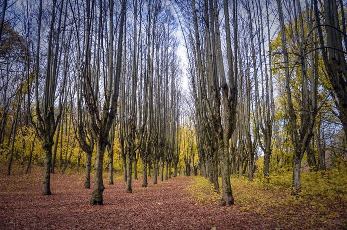 липова алея в Шарівці фото