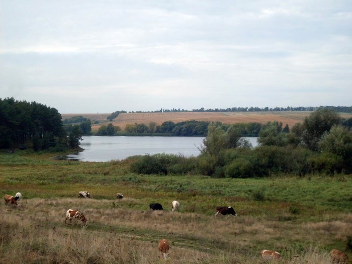 село Жерденівка фото