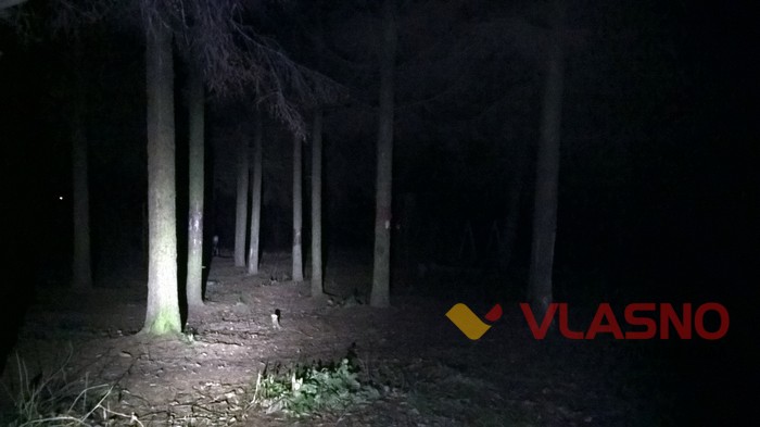 ялинки у Вінниці фото