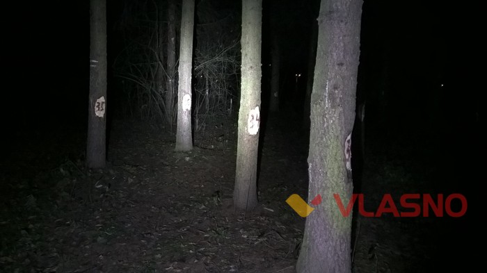 ялинки у Вінниці фото