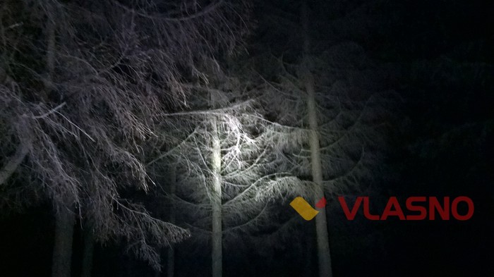 ялинки у Вінниці фото