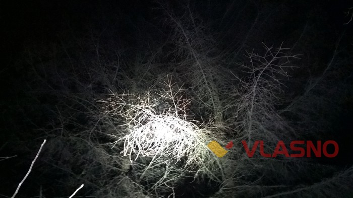 ялинки у Вінниці фото