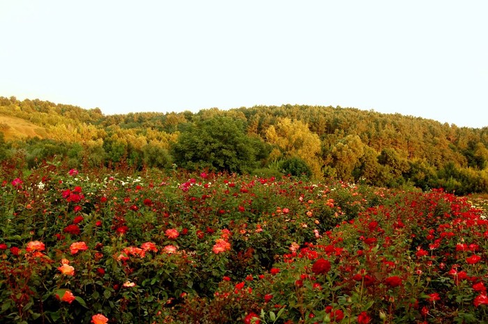 село Кинашів фото