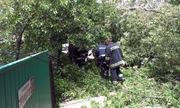 на вінничанку впало дерево фото