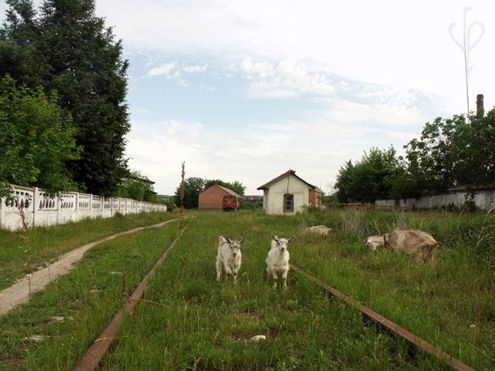 кладовище теплотягів фото